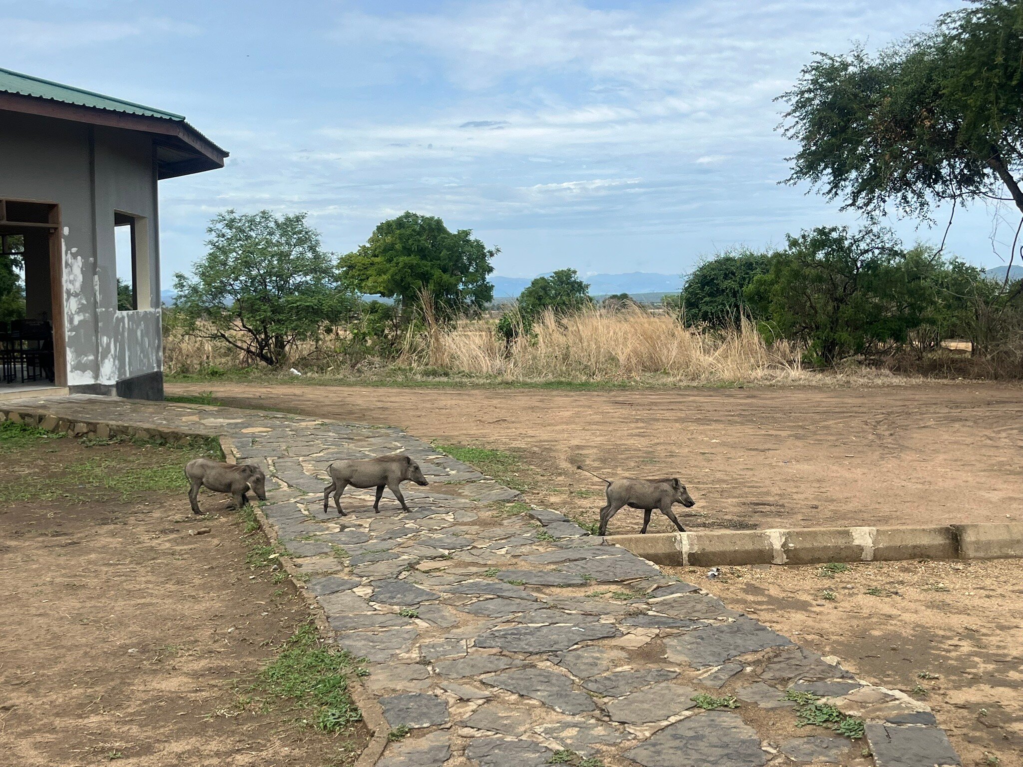 Three warthogs walking past a park building in Mikumi National Park