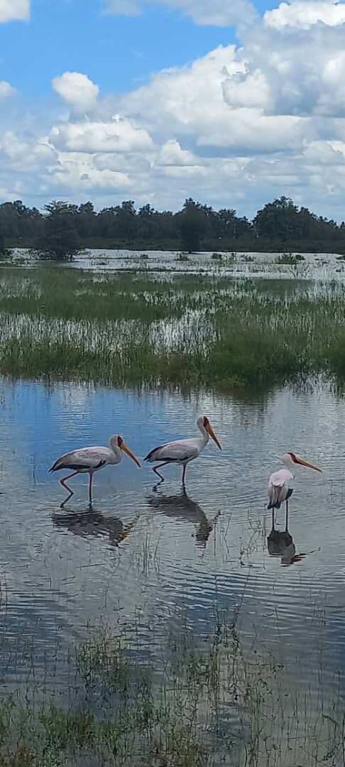 Three yellow-billed storks wading in floodwater at Mikumi