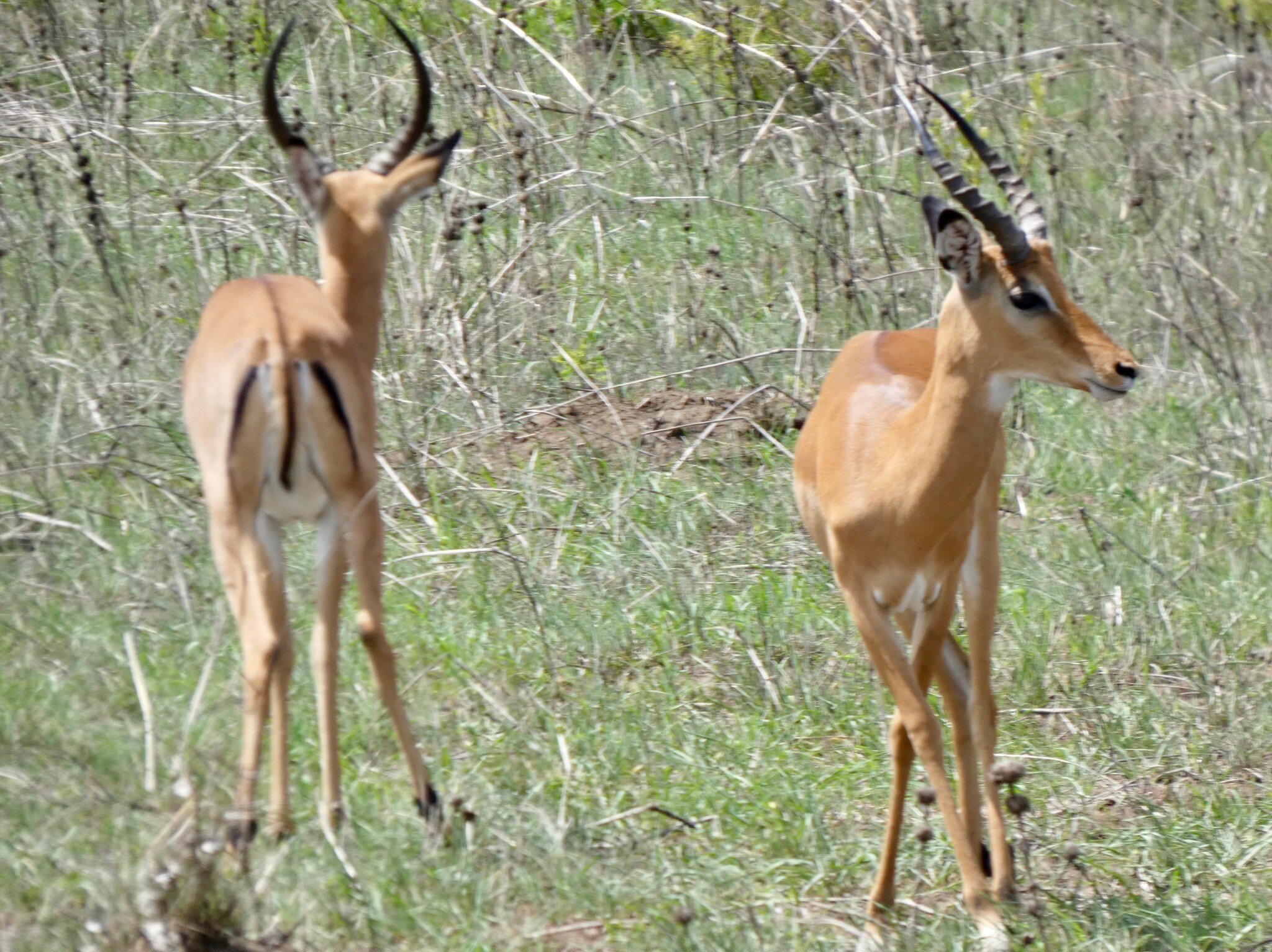 Two impala rams in thorny scrub at Mikumi National Park
