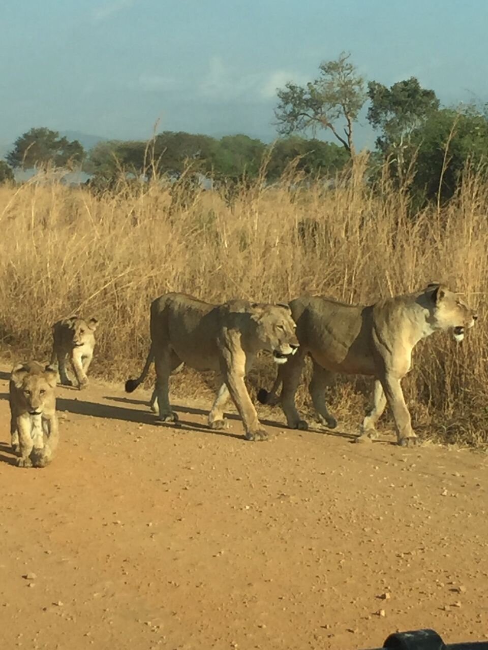 Two lionesses and two cubs on the dirt road in Mikumi