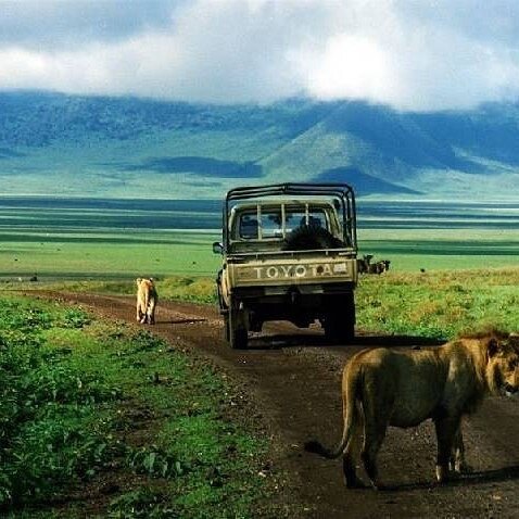 Two lions on the track behind a safari land cruiser