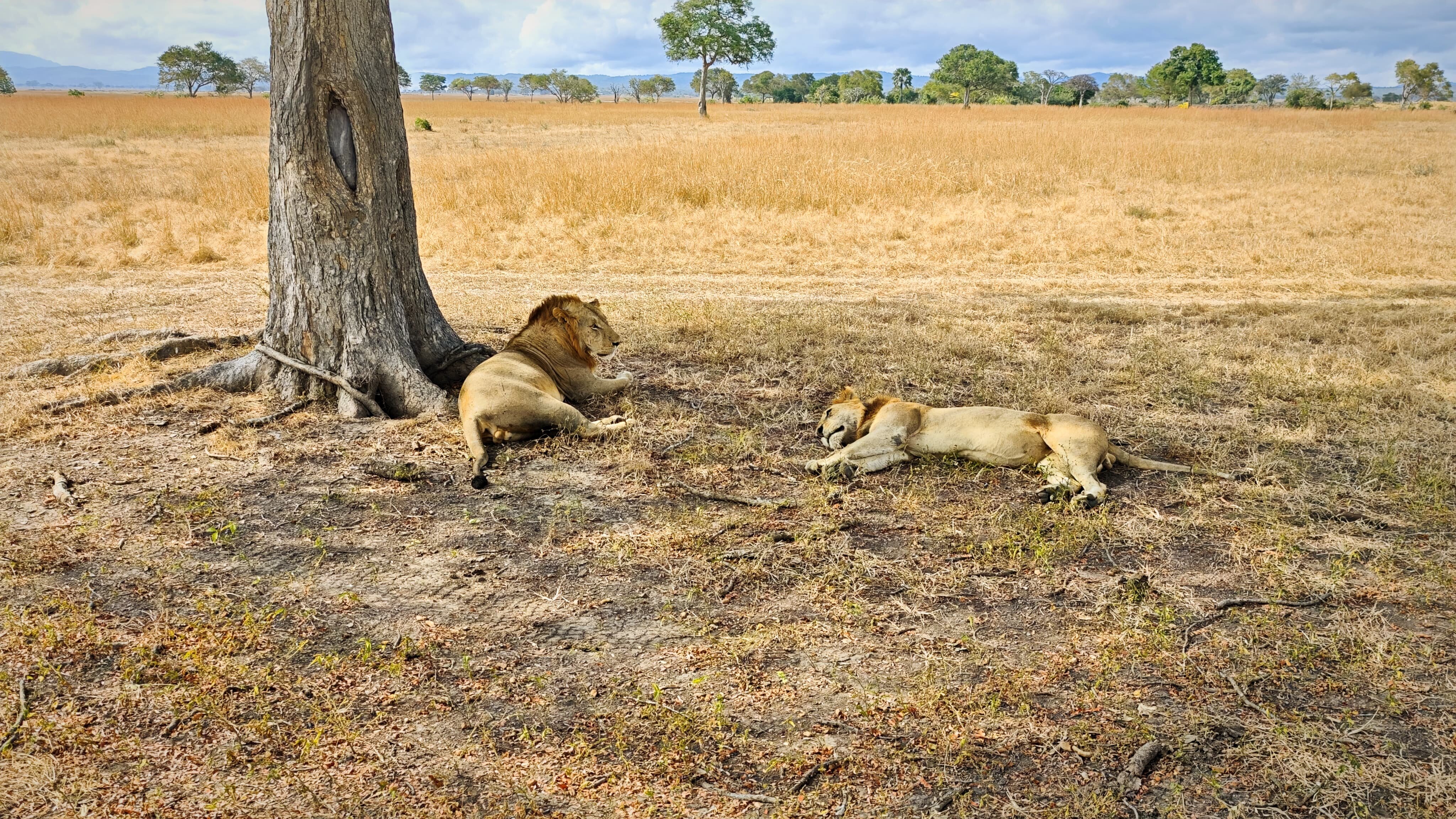 Two male lions resting under a tree on the dry golden plain