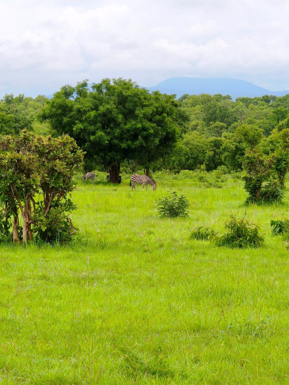 Two zebras grazing below the Uluguru Mountains in Mikumi National Park