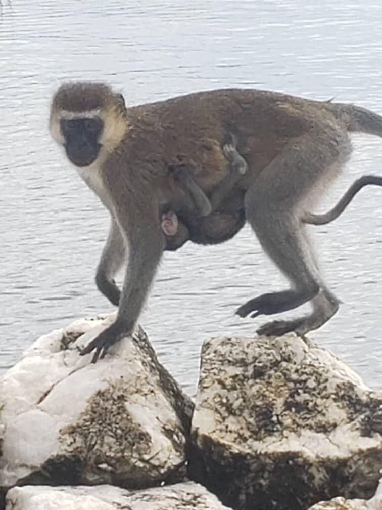 Vervet monkey carrying a baby on white rocks by water in Mikumi