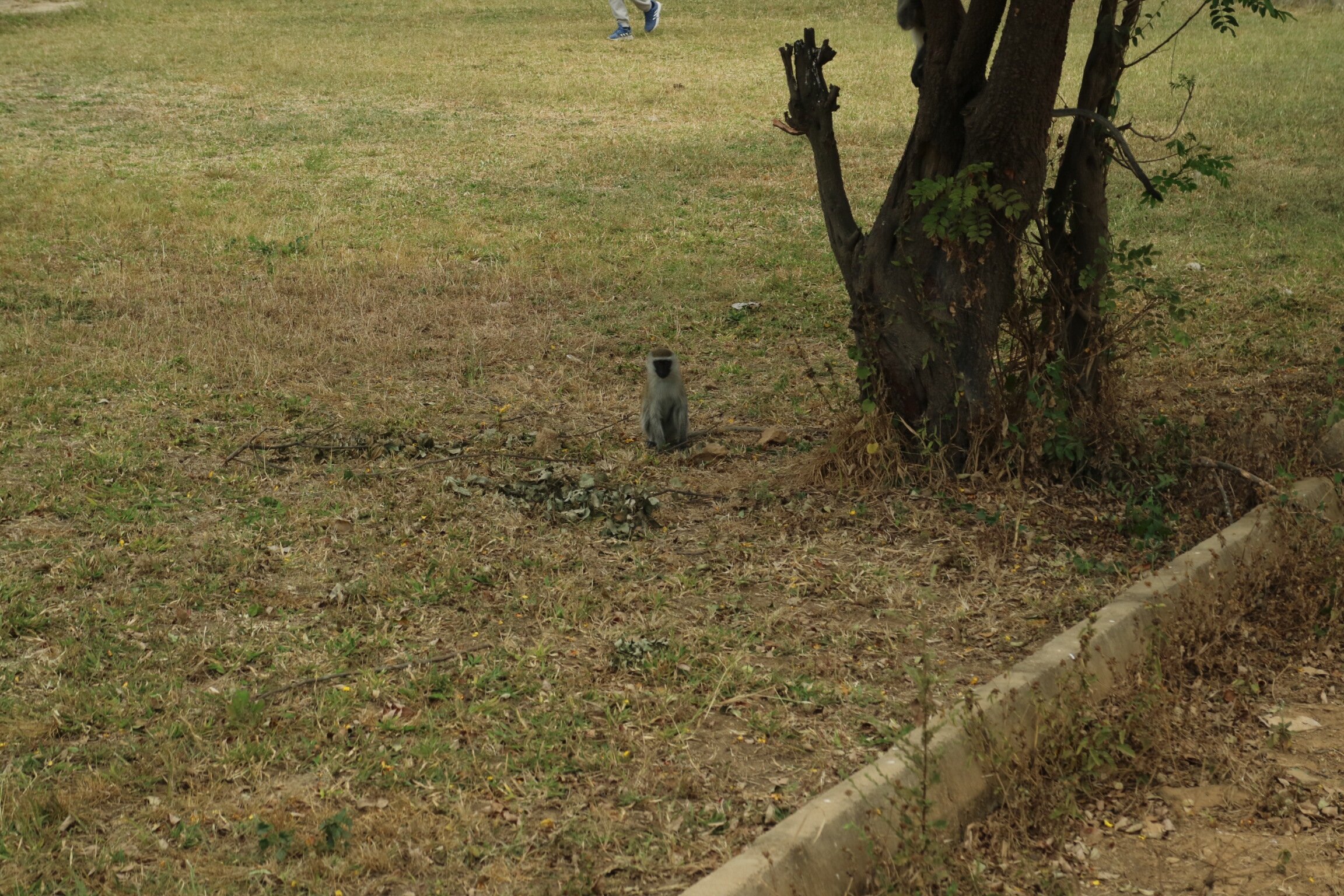 A vervet monkey sitting on bare ground in Mikumi National Park