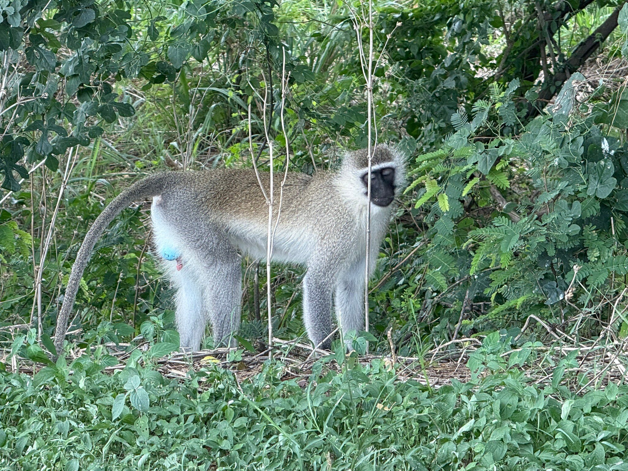 Vervet monkey standing in green undergrowth