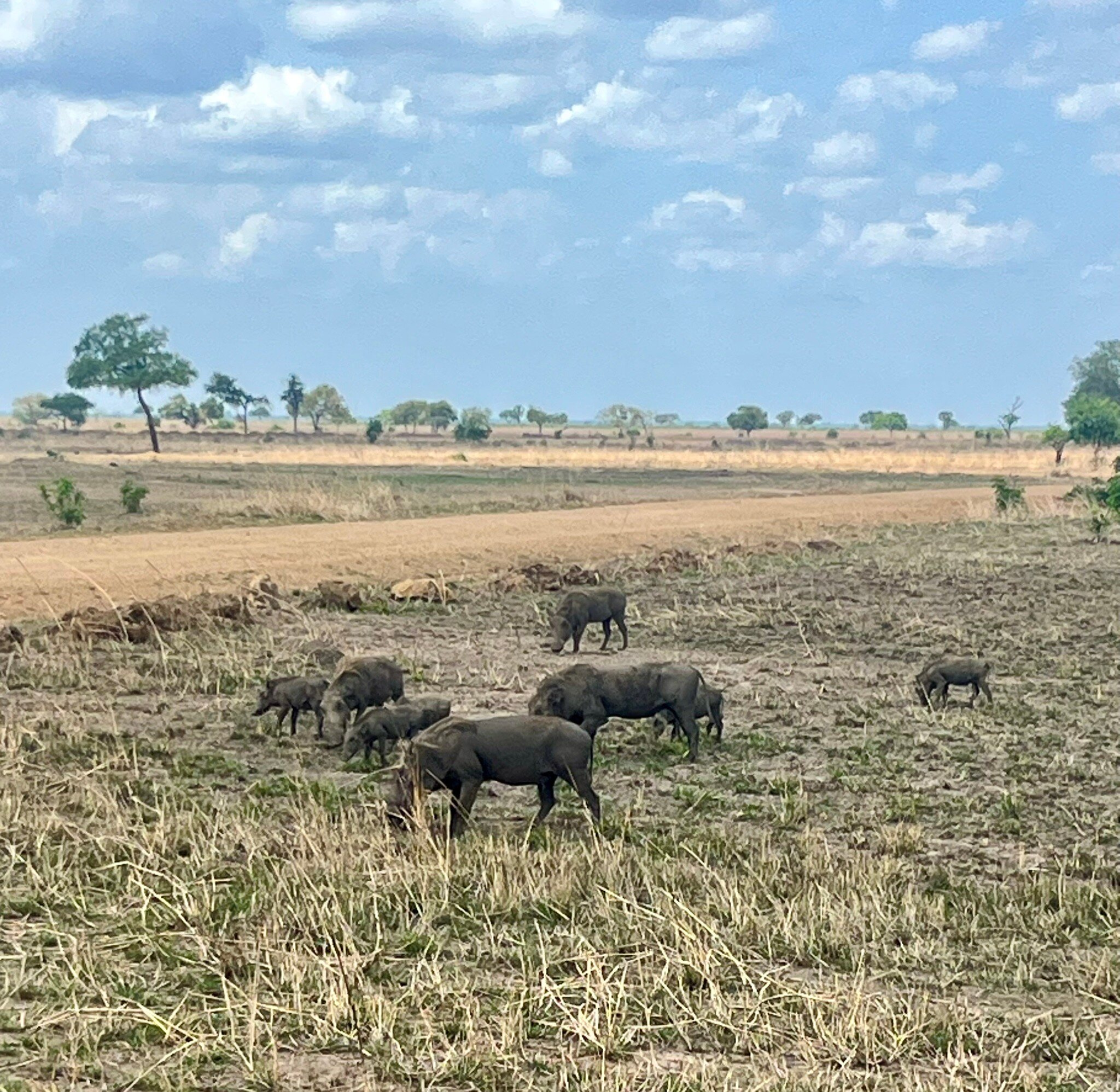 Warthog family grazing on bare dry ground in Mikumi