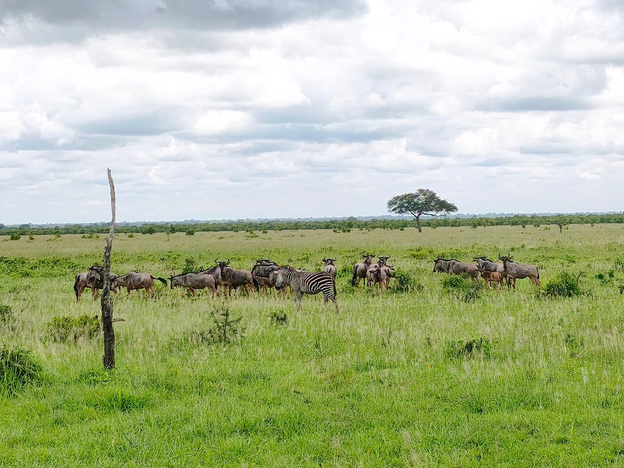 A wildebeest herd with one zebra in green grass at Mikumi