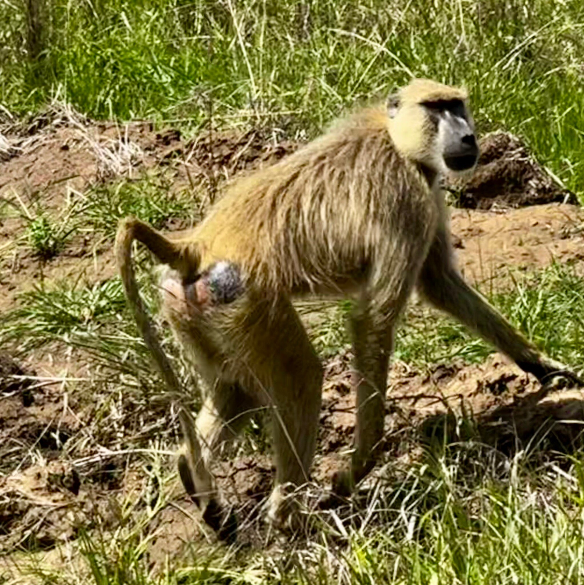 A yellow baboon carrying a newborn infant in Mikumi National Park
