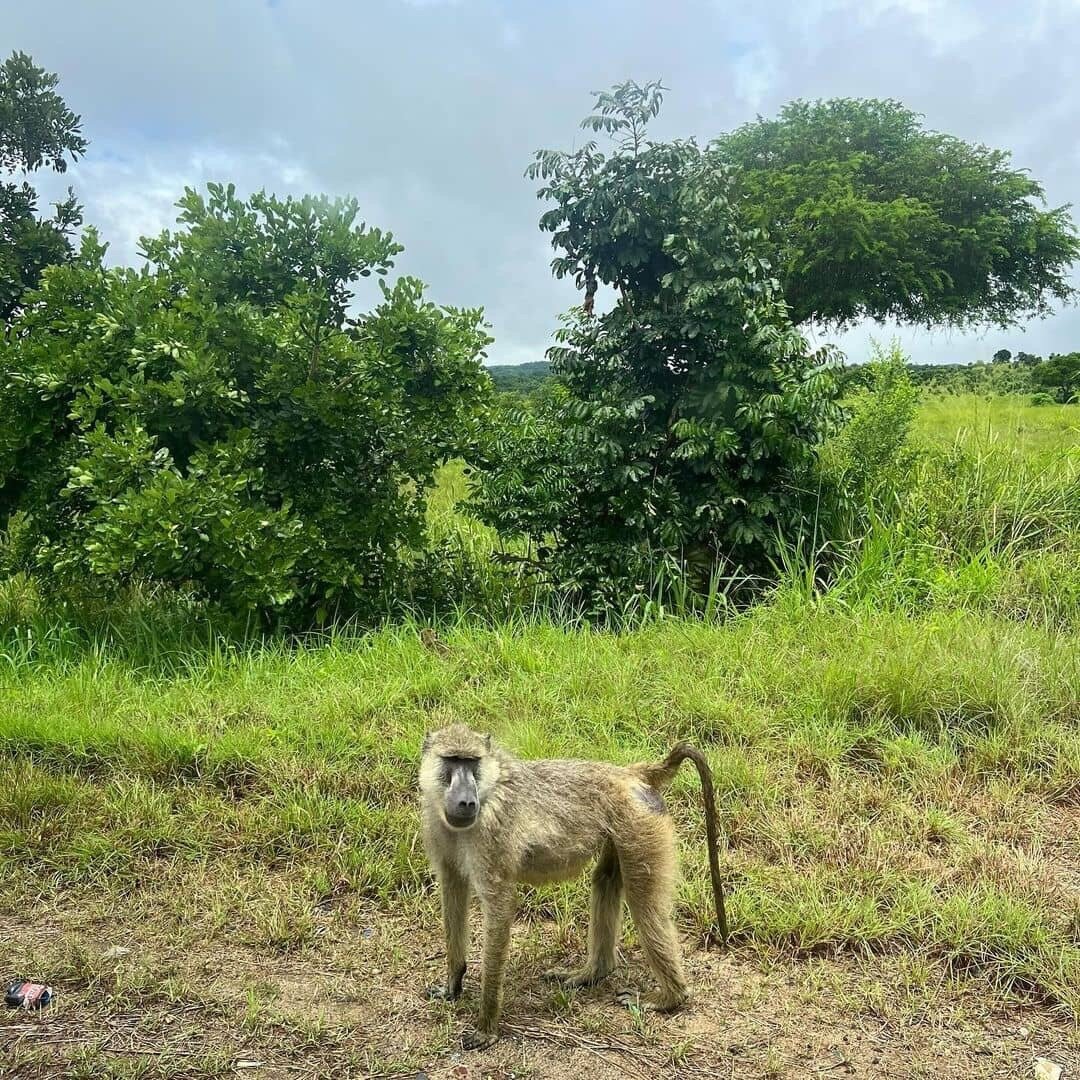 Yellow baboon standing beside a green track in Mikumi National Park