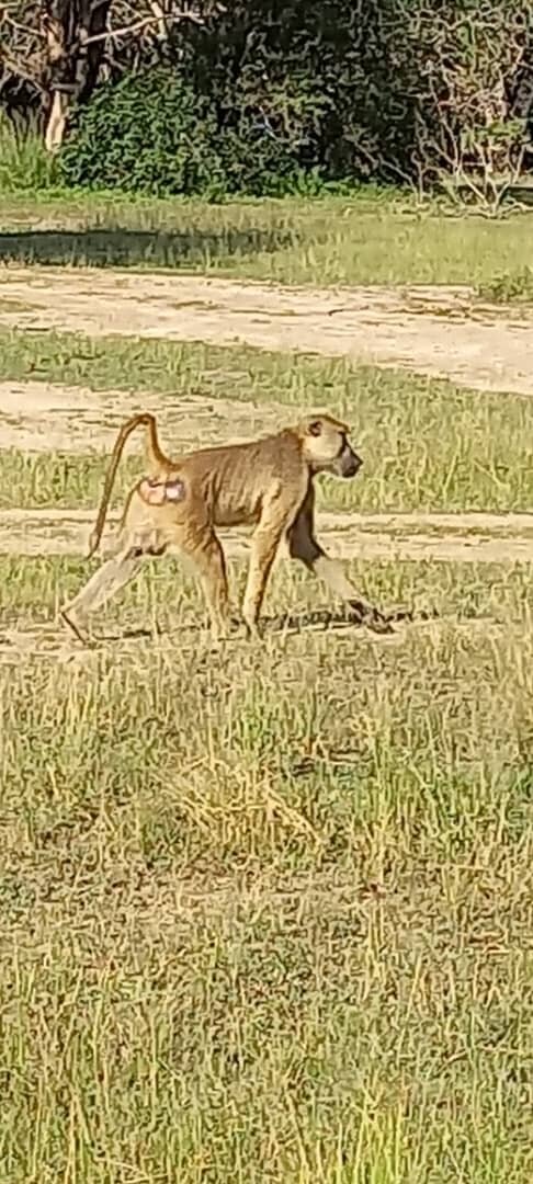 Yellow baboon walking across open short grass in Mikumi