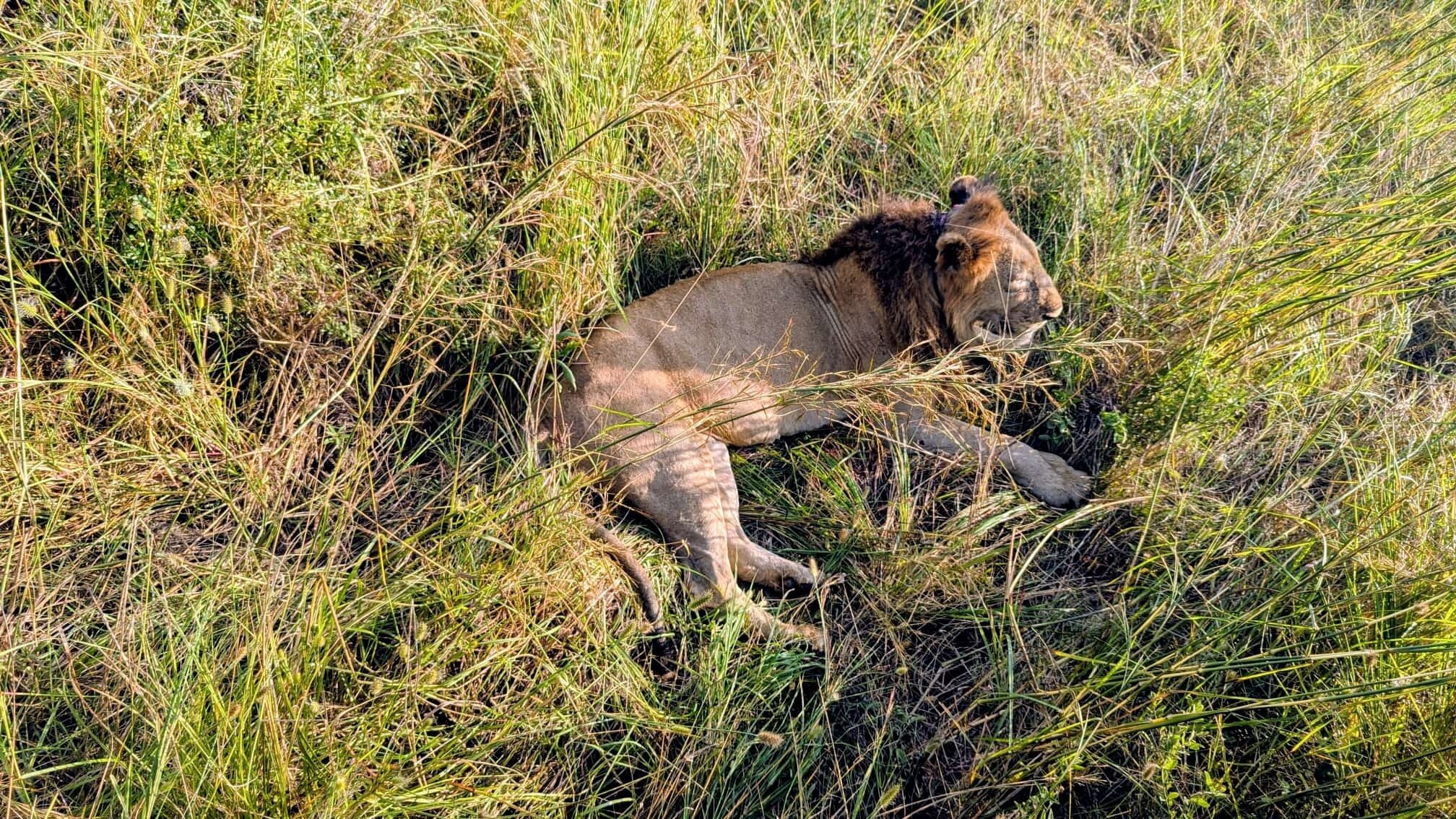 Young male lion asleep in tall green grass in Mikumi National Park